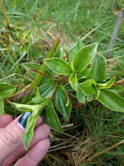 Peperomia macraeana, photographed by Kevin Faccenda