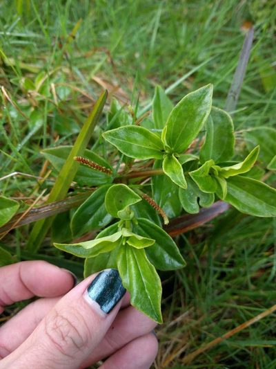Peperomia macraeana, photographed by Kevin Faccenda