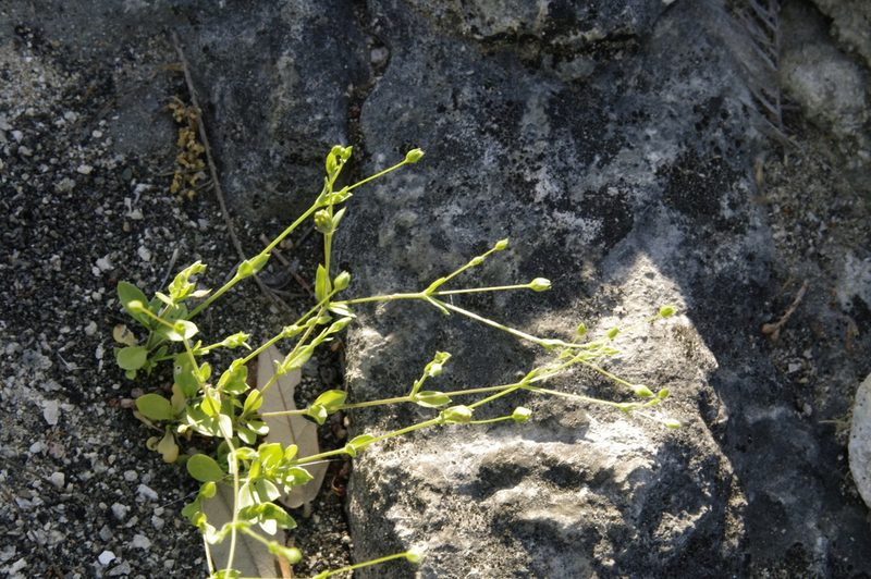 Arenaria benthamii, photographed by Eric Knight
