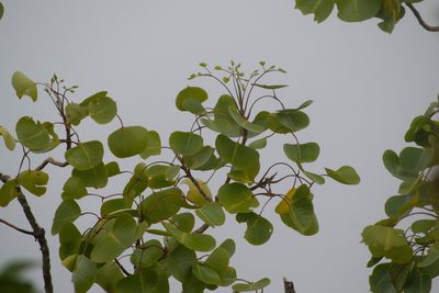 Cheirodendron platyphyllum, photographed by Kevin Faccenda