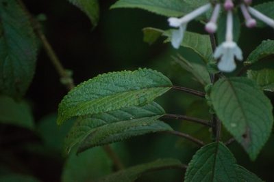 Phyllostegia grandiflora, photographed by Kevin Faccenda