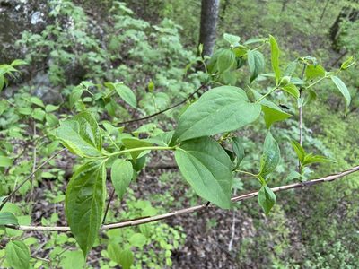 Philadelphus inodorus, photographed by Brian Finzel