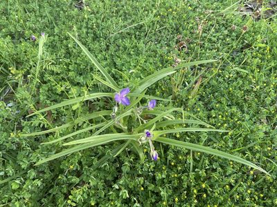 Tradescantia hirsuticaulis, photographed by Brian Finzel