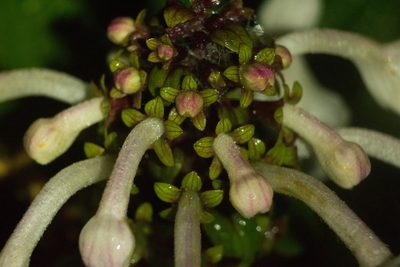 Phyllostegia grandiflora, photographed by Kevin Faccenda