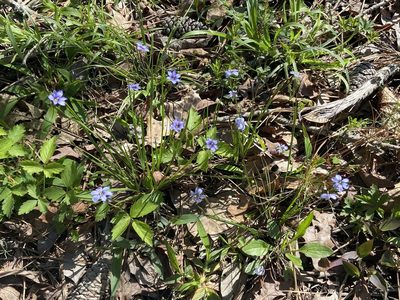 Sisyrinchium langloisii, photographed by Brian Finzel