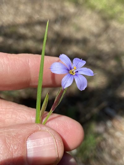 Sisyrinchium langloisii, photographed by Brian Finzel