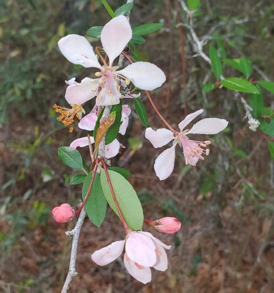 Malus angustifolia, photographed by Laura Gaudette