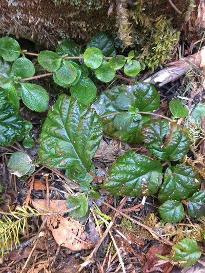Rubus nivalis, photographed by Hilary Rose Dawson