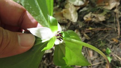 Trillium rugelii, photographed by yajapin