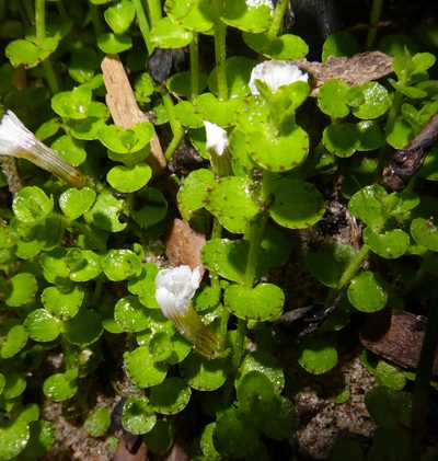 Gratiola nana, photographed by Peter de Lange