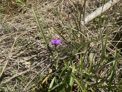 Tradescantia hirsuticaulis, photographed by Brian Finzel