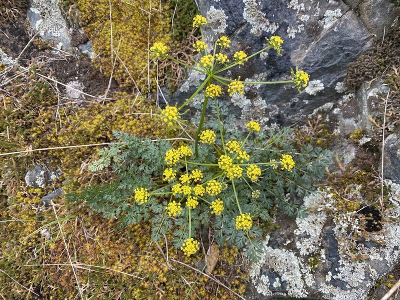 Lomatium serpentinum, photographed by marek