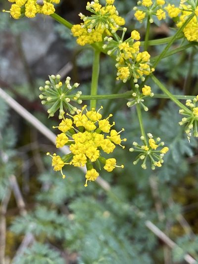 Lomatium serpentinum, photographed by marek