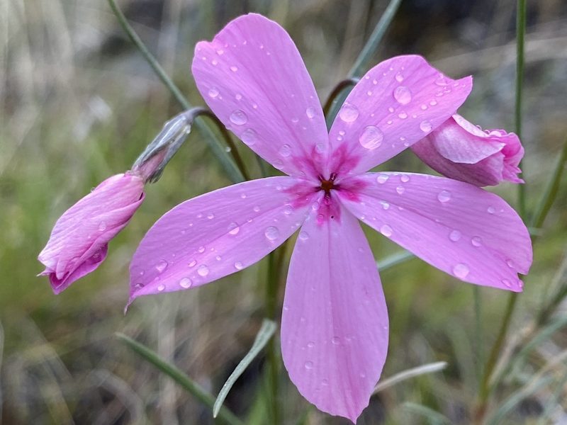 Phlox colubrina, photographed by marek