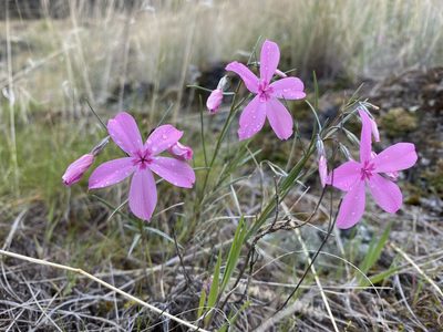 Phlox colubrina, photographed by marek