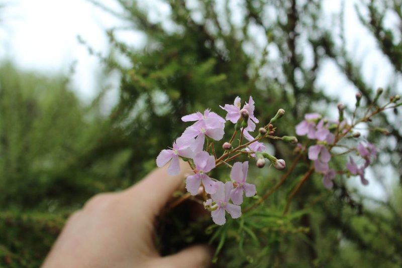 Stylidium nymphaeum, photographed by Em Lamond