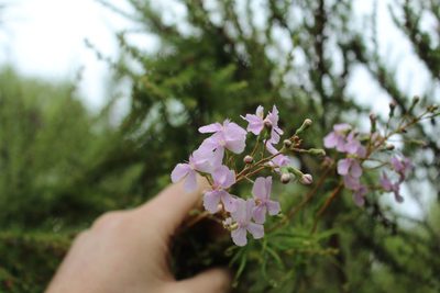 Stylidium nymphaeum, photographed by Em Lamond