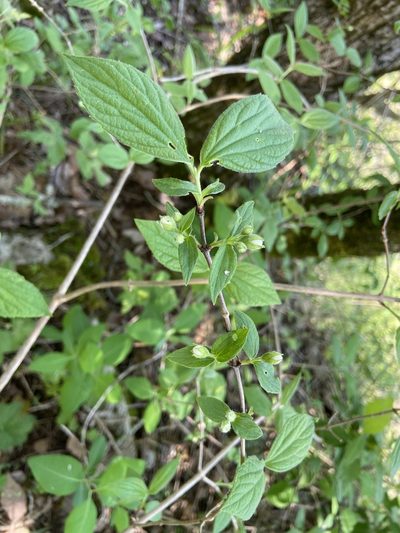 Philadelphus hirsutus, photographed by Brian Finzel