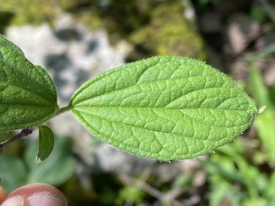 Philadelphus hirsutus, photographed by Brian Finzel