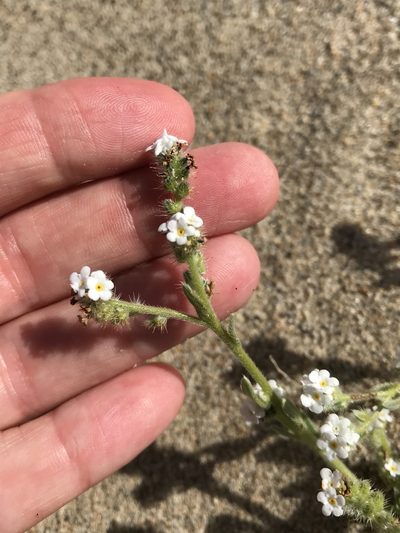 Cryptantha leiocarpa, photographed by LJ Moore-McClelland