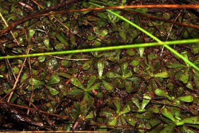 Drosera hamiltonii, photographed by Em Lamond