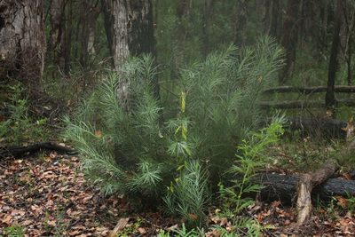 Podocarpus drouynianus, photographed by Em Lamond