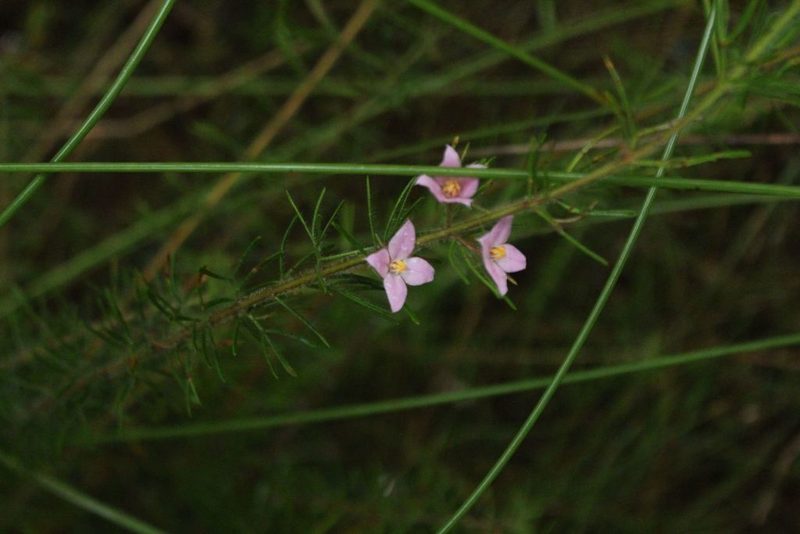Boronia stricta, photographed by Em Lamond