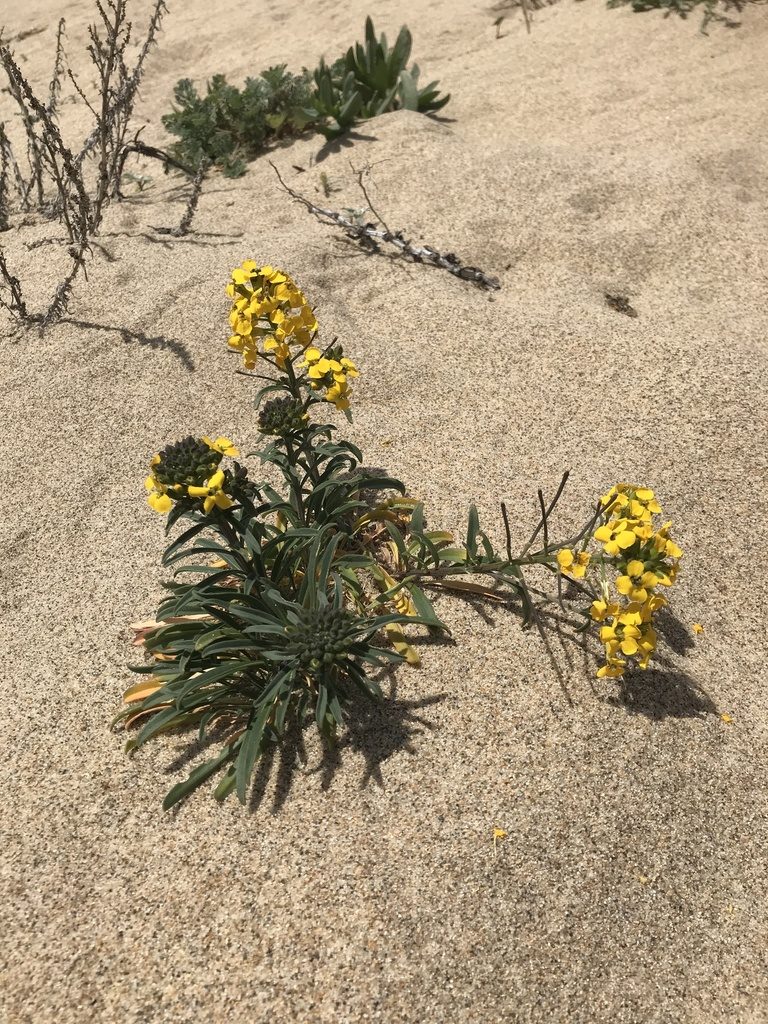 Erysimum ammophilum, photographed by LJ Moore-McClelland