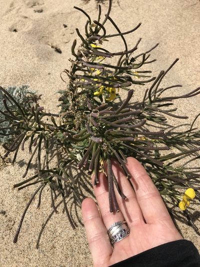 Erysimum ammophilum, photographed by LJ Moore-McClelland