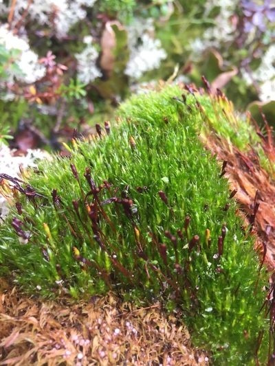 Tetraplodon angustatus, photographed by Syd Cannings