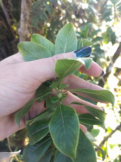 Coprosma ochracea, photographed by Kevin Faccenda