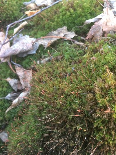 Atrichum altecristatum, photographed by Étienne Lacroix-Carignan
