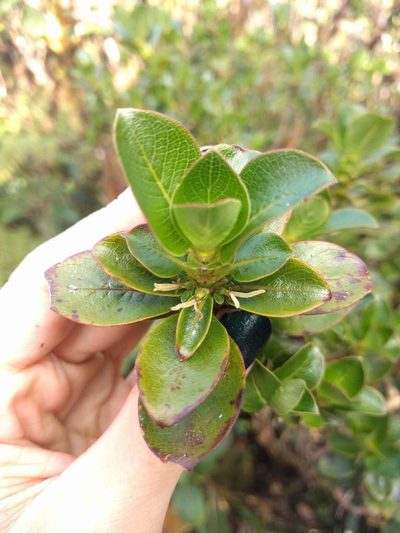 Coprosma ochracea, photographed by Kevin Faccenda