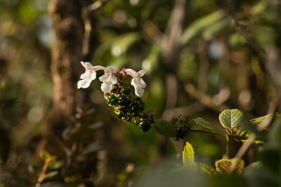 Phyllostegia grandiflora, photographed by Kevin Faccenda