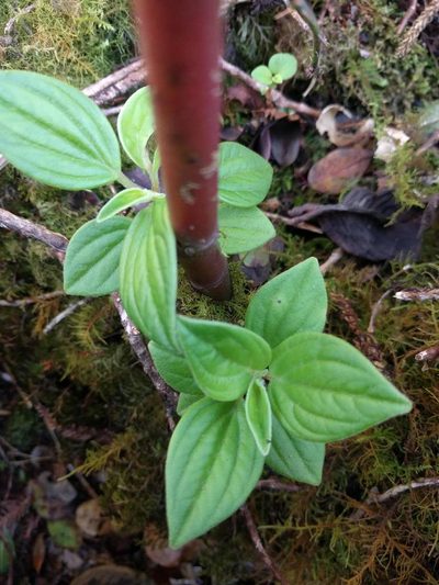 Peperomia macraeana, photographed by Kevin Faccenda