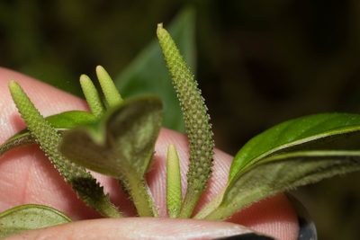 Peperomia macraeana, photographed by Kevin Faccenda