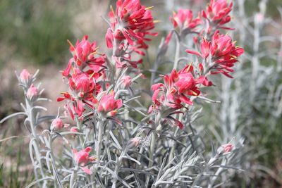 Castilleja lanata, photographed by samlutfy