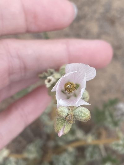 Sphaeralcea fulva, photographed by Sula Vanderplank