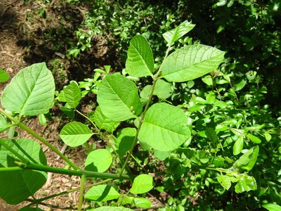 Fraxinus albicans, photographed by Annika Lindqvist