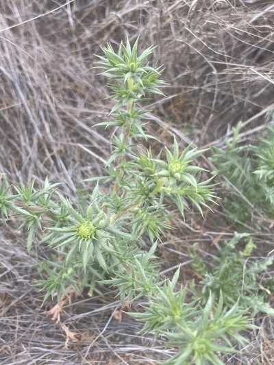 Centromadia parryi, photographed by Sula Vanderplank