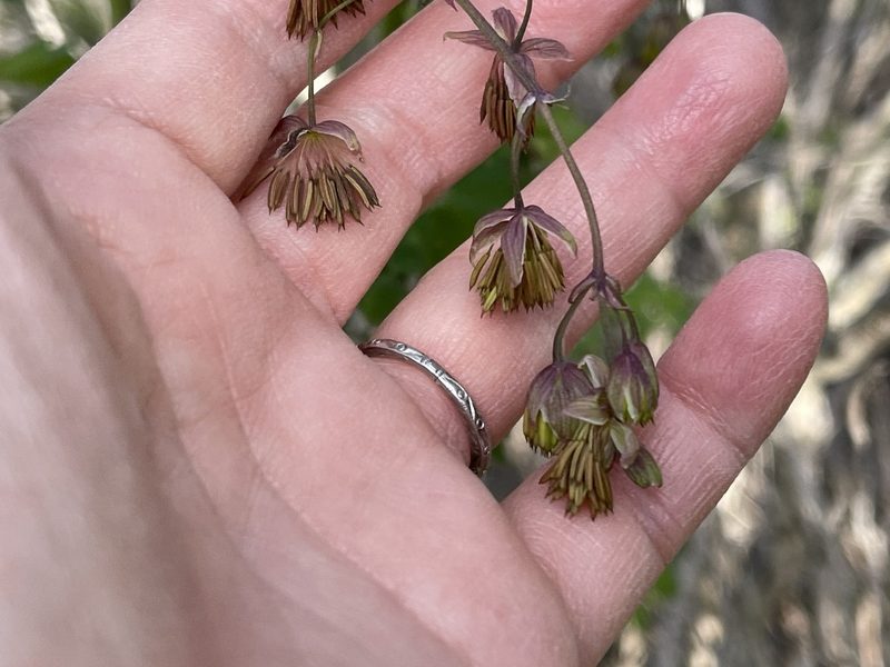 Thalictrum polycarpum, photographed by Dee Shea Himes