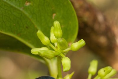 Smilax melastomifolia, photographed by Kevin Faccenda