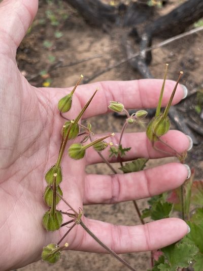 California macrophylla, photographed by Sula Vanderplank
