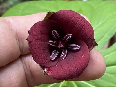 Trillium sulcatum, photographed by Brian Finzel