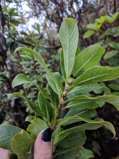 Coprosma ochracea, photographed by Kevin Faccenda