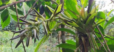 Tillandsia biflora, photographed by Brayan Ramos