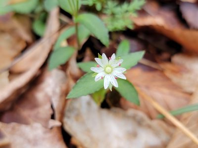 Stellaria corei, photographed by Elias