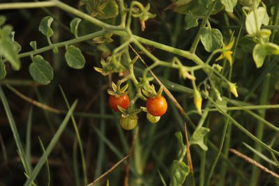 Solanum pimpinellifolium, photographed by Ruth Gutiérrez Oliveros