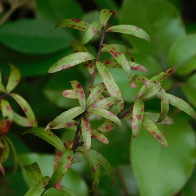 Leionema nudum, photographed by Stephen Thorpe