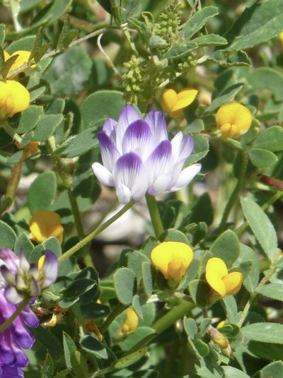 Astragalus claranus, photographed by dmoders